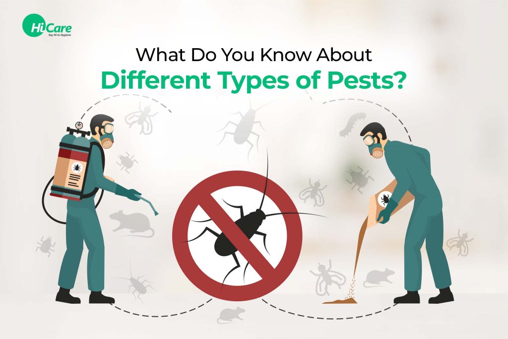 9 Different Types of Pests and Methods to Control Them | HiCare