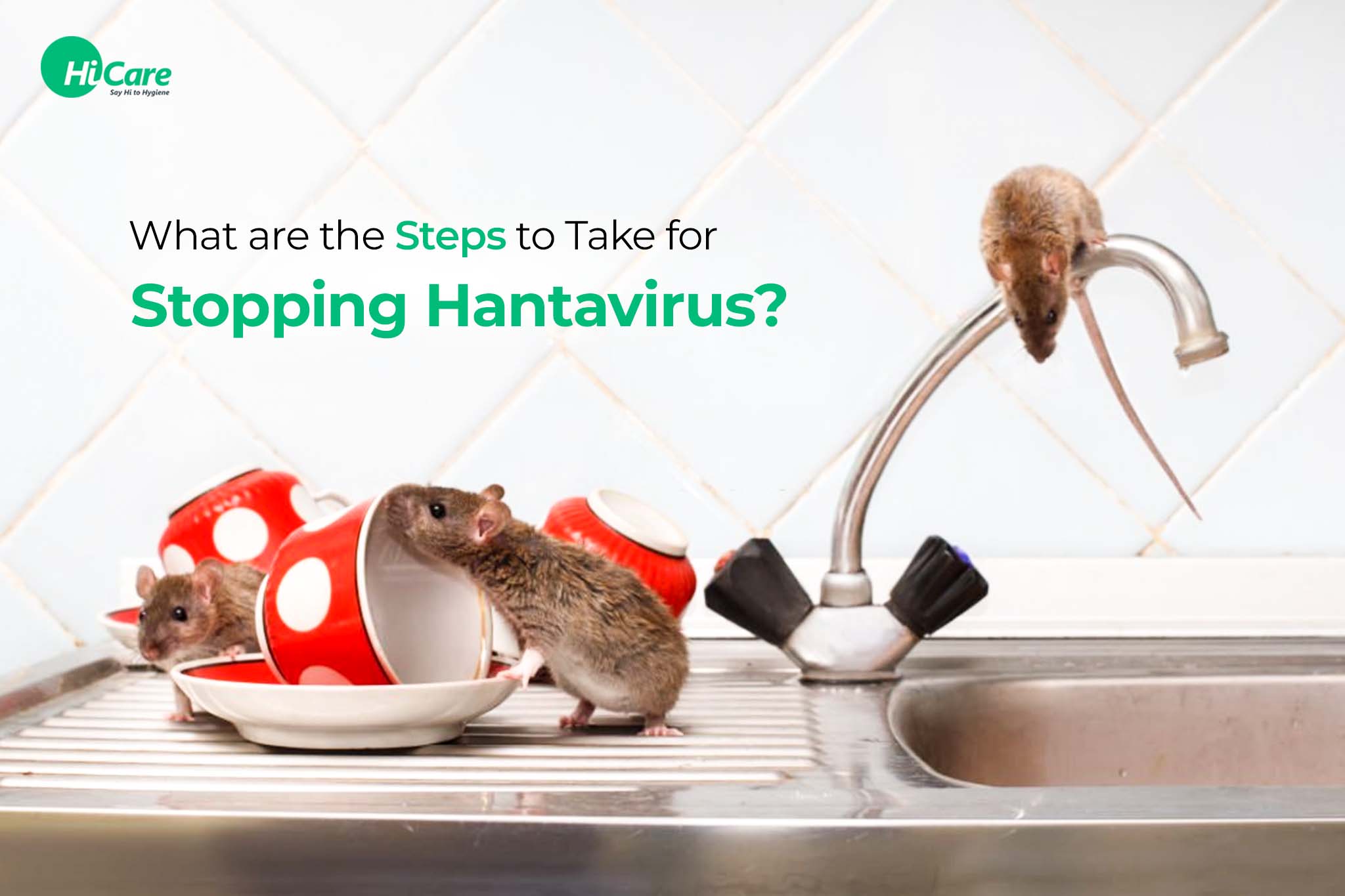 what are the steps to take for stopping hantavirus