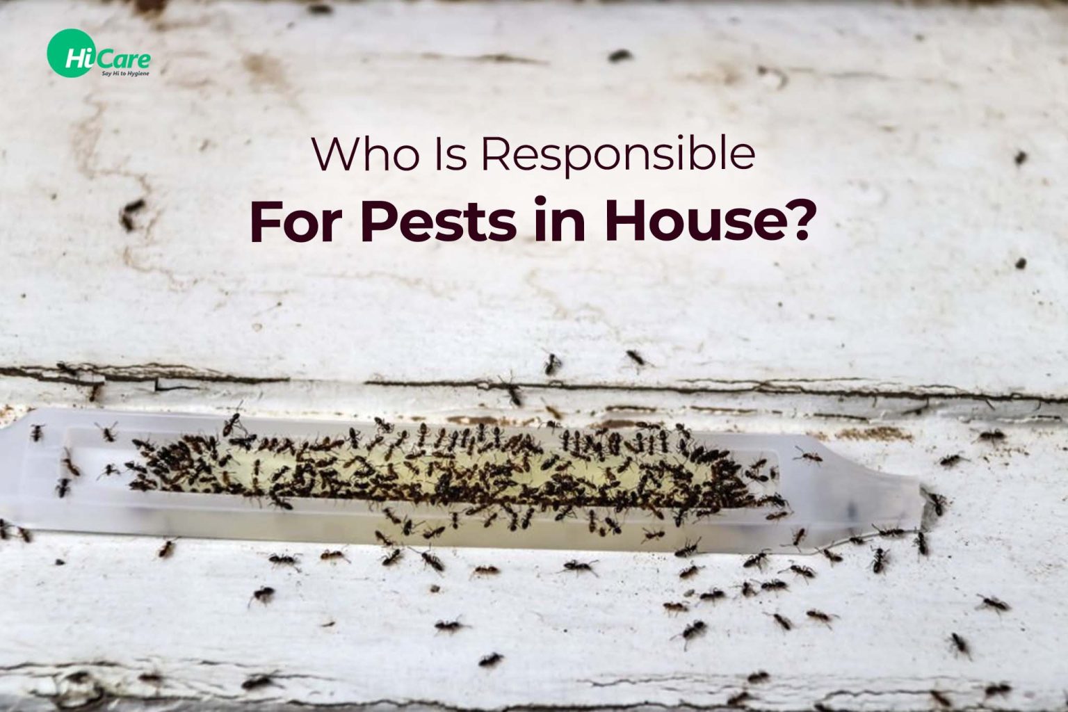 Pest Control Who is Responsible? Tenant or Landlord? HiCare