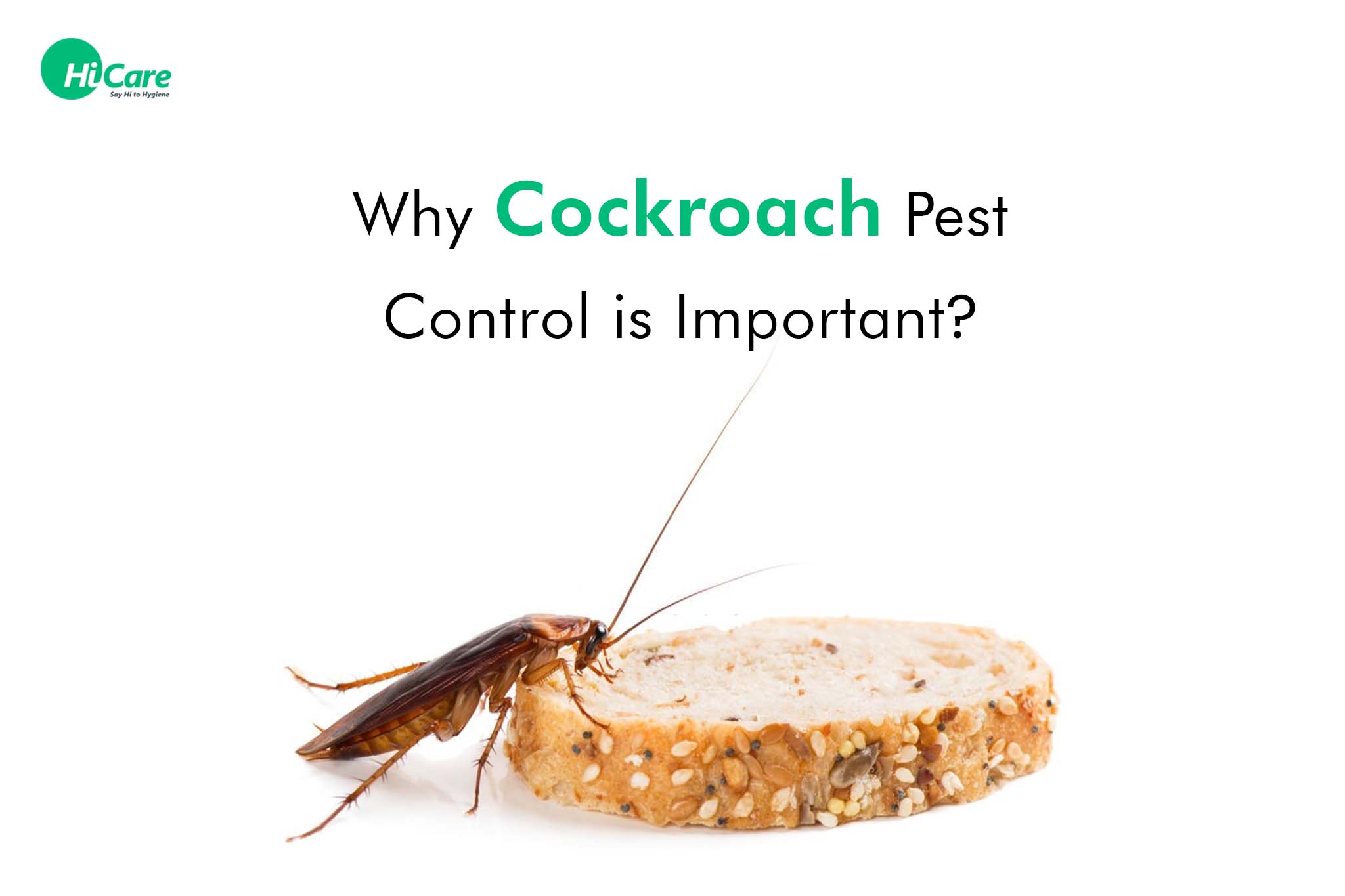 Why Cockroach Pest Control is Important?
