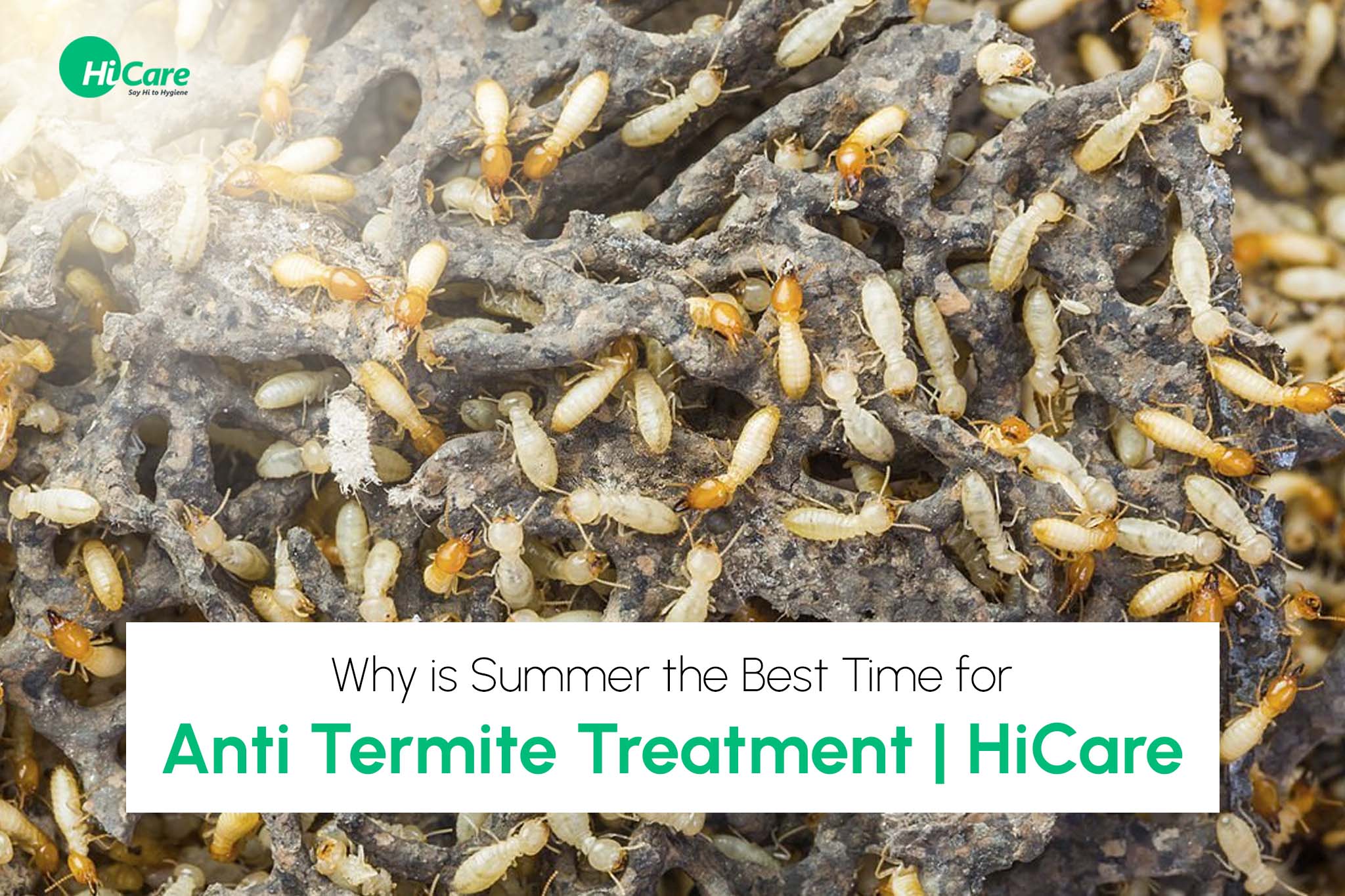 why is summer the best time for anti termite treatment