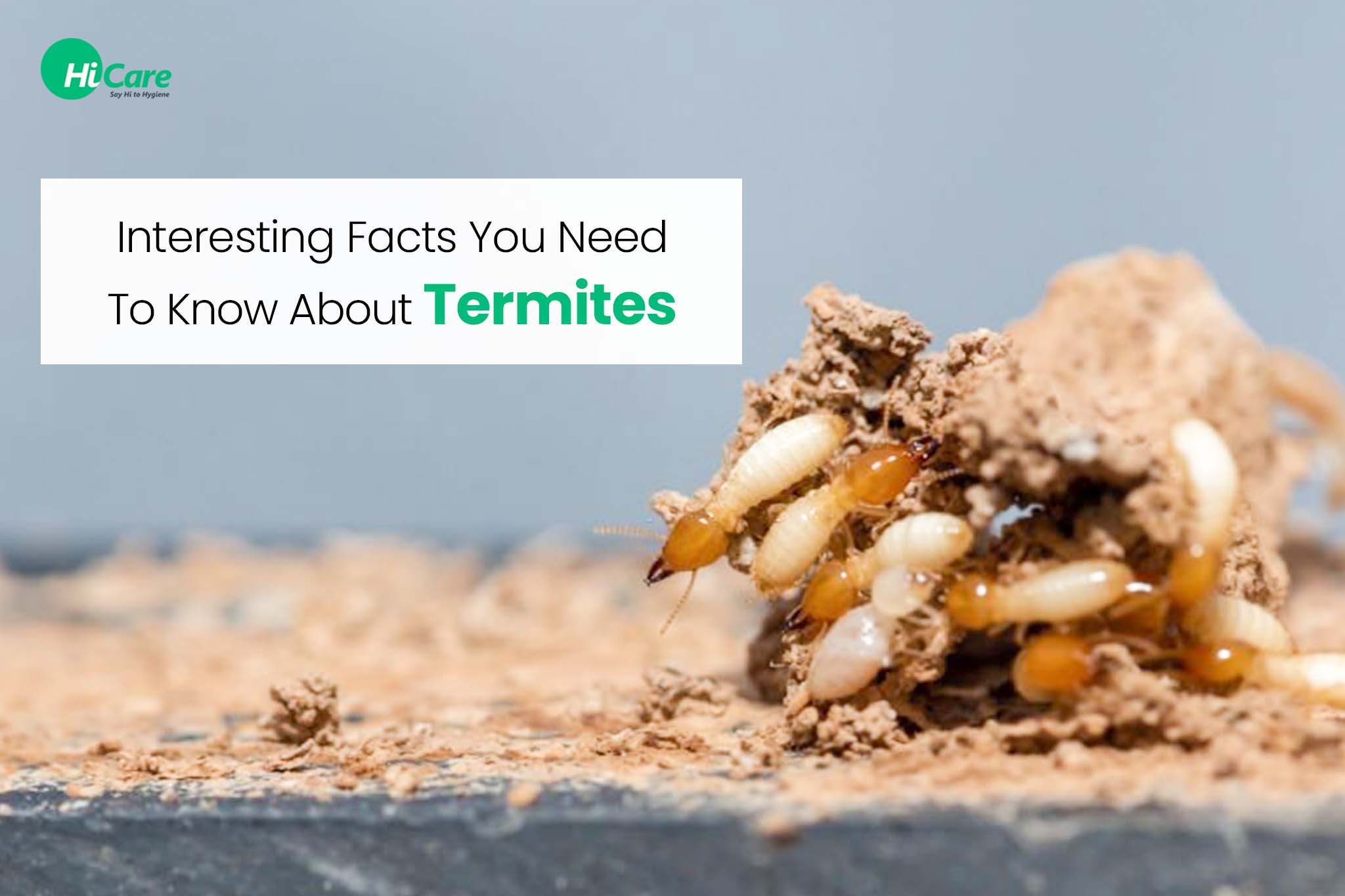 6 Interesting Facts You Need To Know About Termites