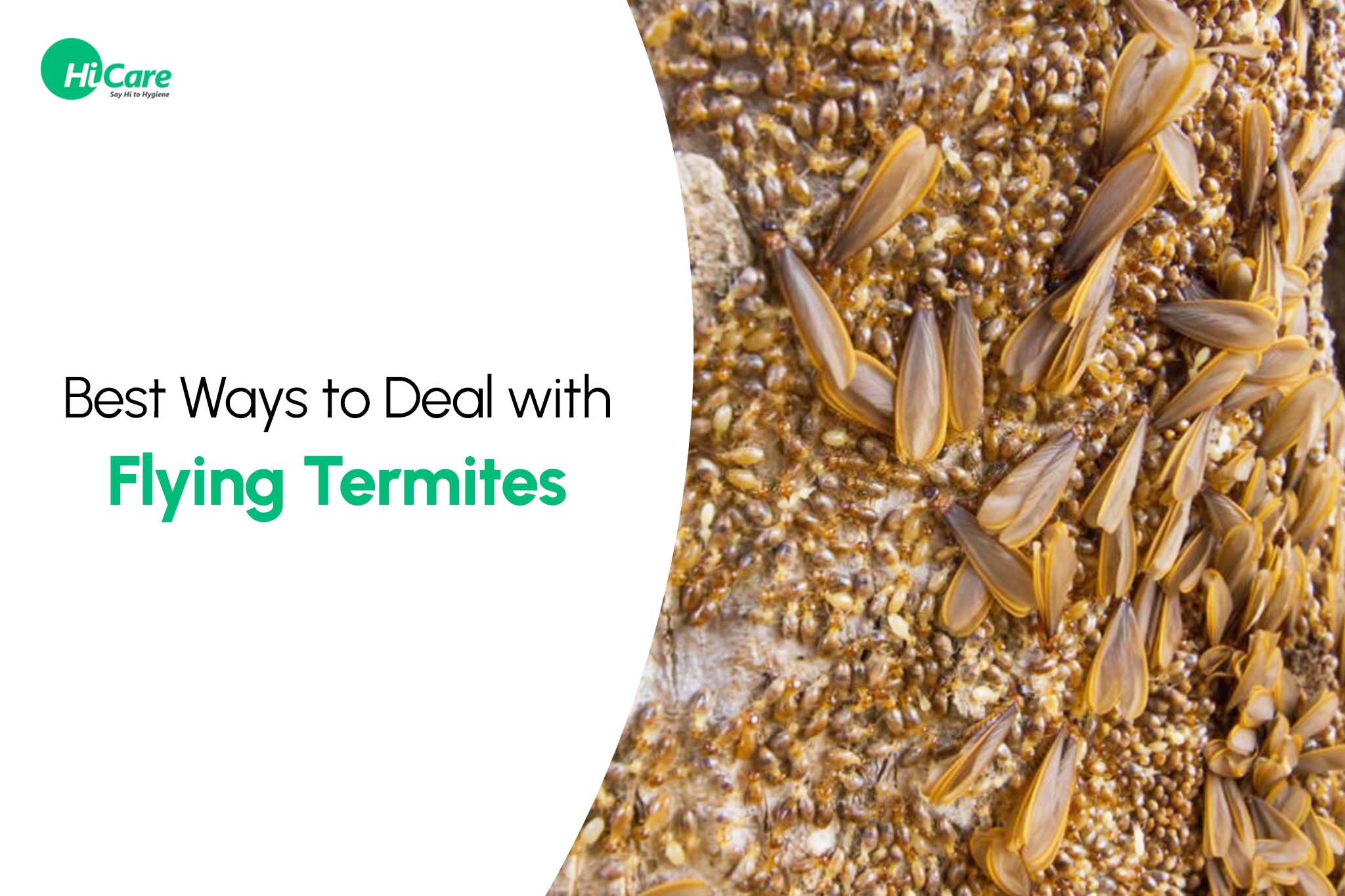 Best Ways to Deal with Flying Termites