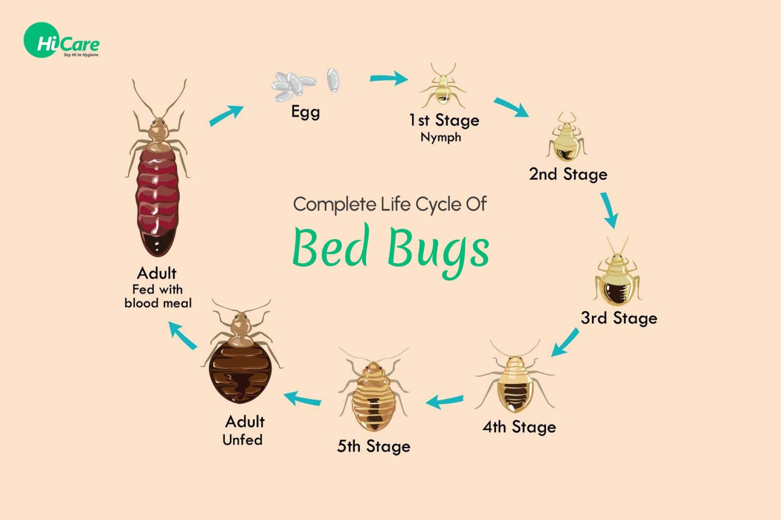 Complete Life Cycle or Stages of Bed Bugs | HiCare