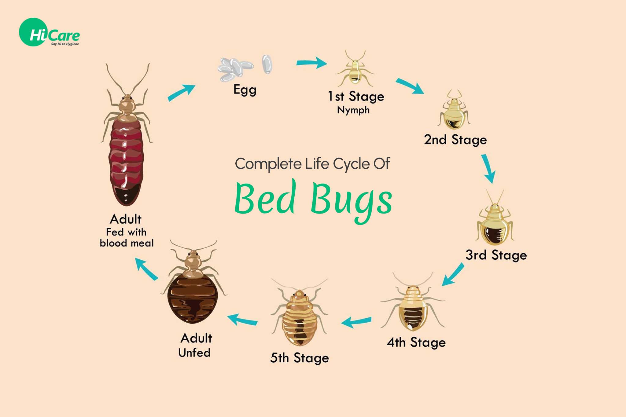 complete life cycle of bed bugs