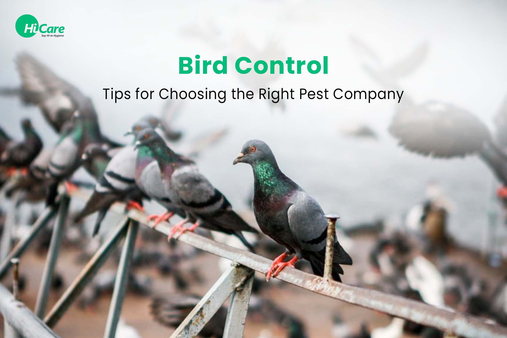 Bird Control: Tips for Choosing the Right Pest Company