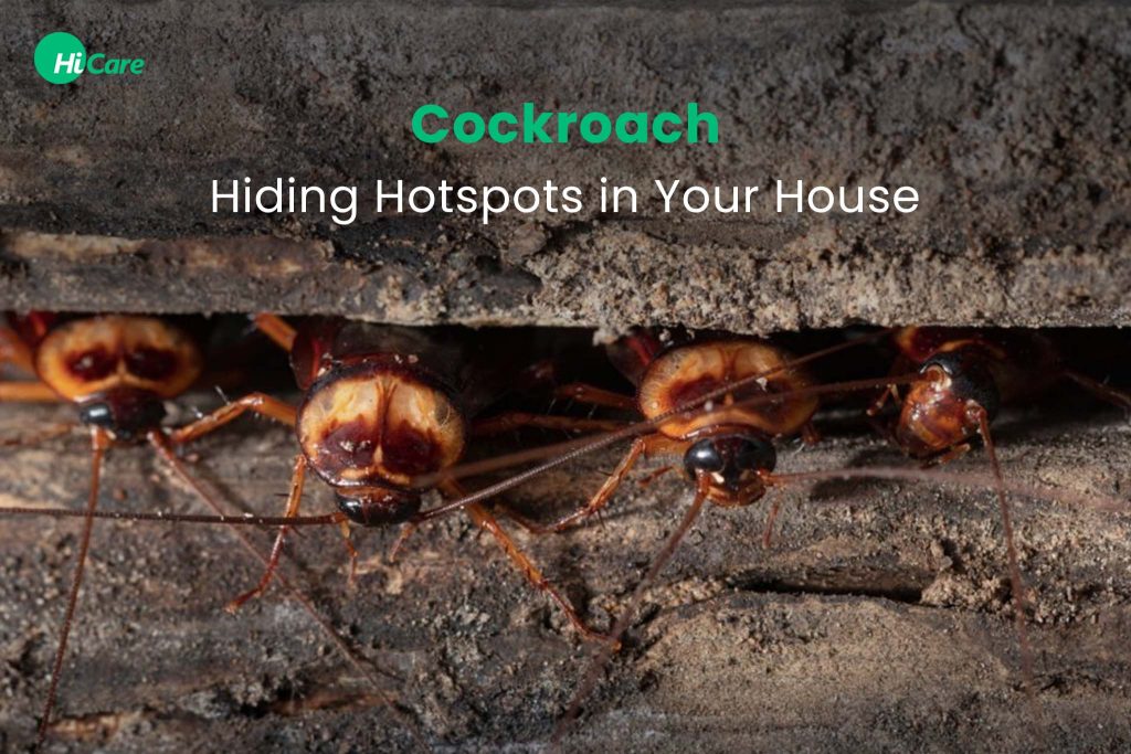 Top 7 Cockroach Hiding Places that You Need to Know HiCare