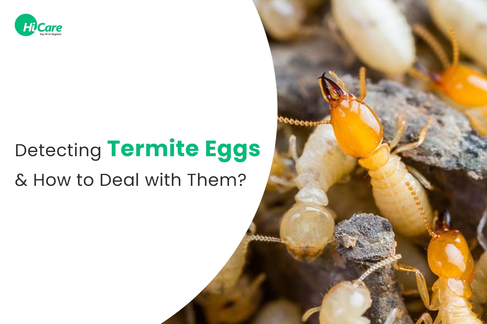 Detecting Termite Eggs and How to Deal with Them