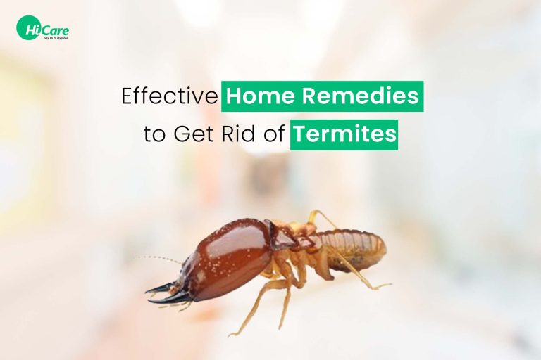 10 Best Ways to Kill Termites from Home Naturally in 2023 HiCare