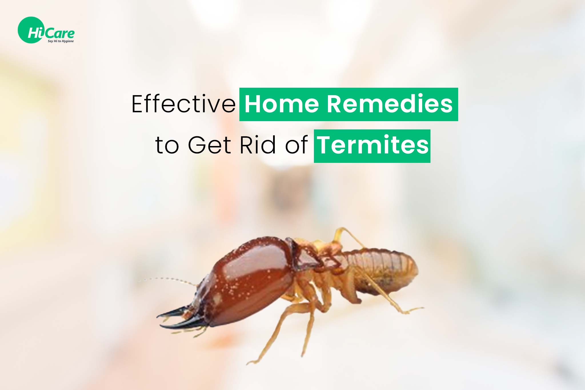 Effective Home Remedies To Get Of Rid Of Termites 