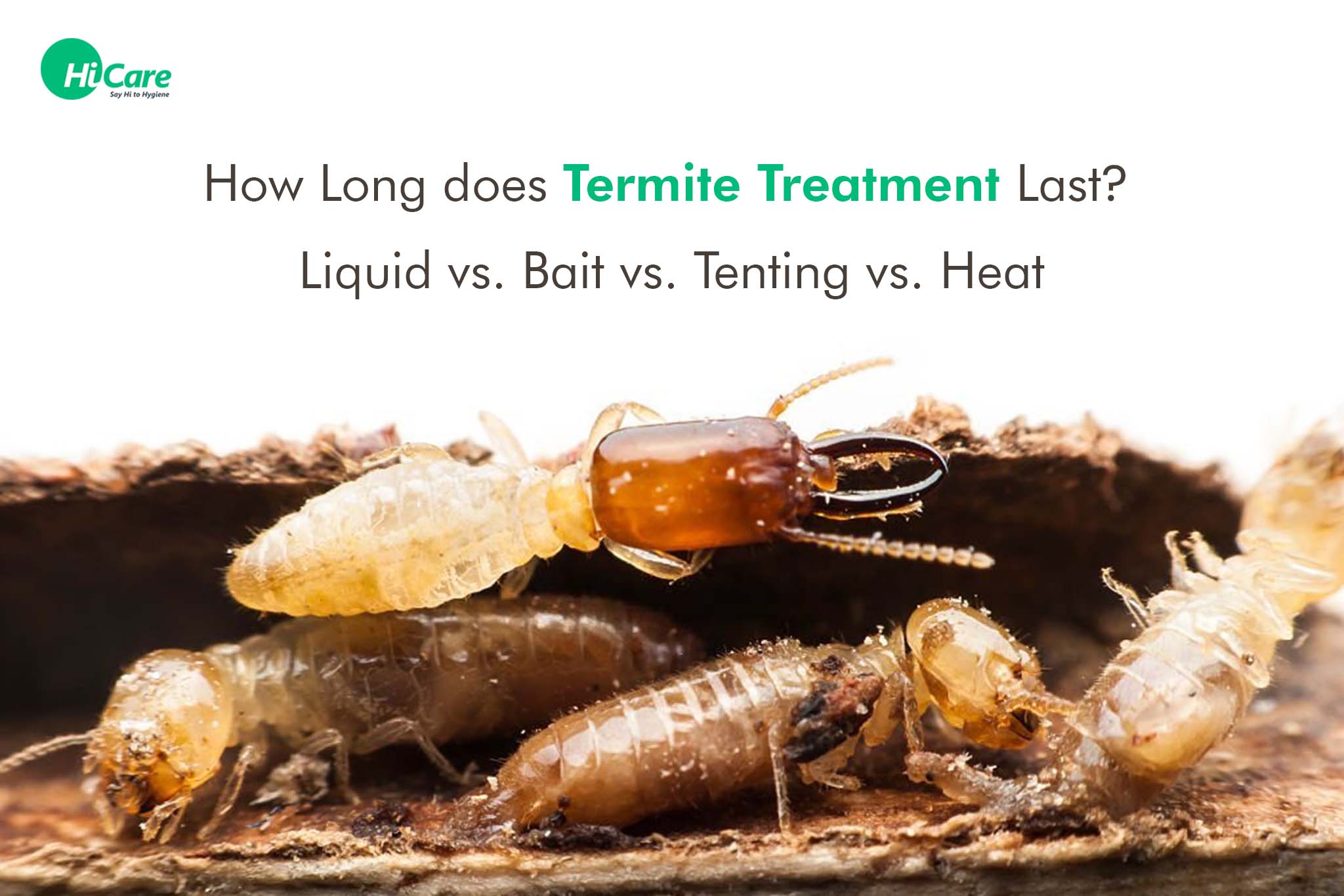 How Long does Termite Treatment Last? – Liquid vs. Bait vs. Tenting vs. Heat