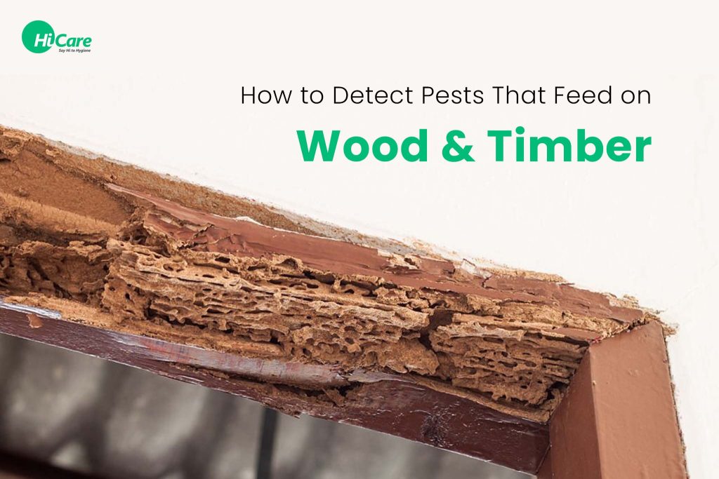 How to Detect Insects That Eat Wood and Timber?