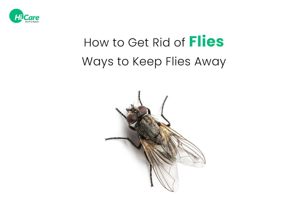 How to Get Rid of House Flies at Home 10 Effective Ways