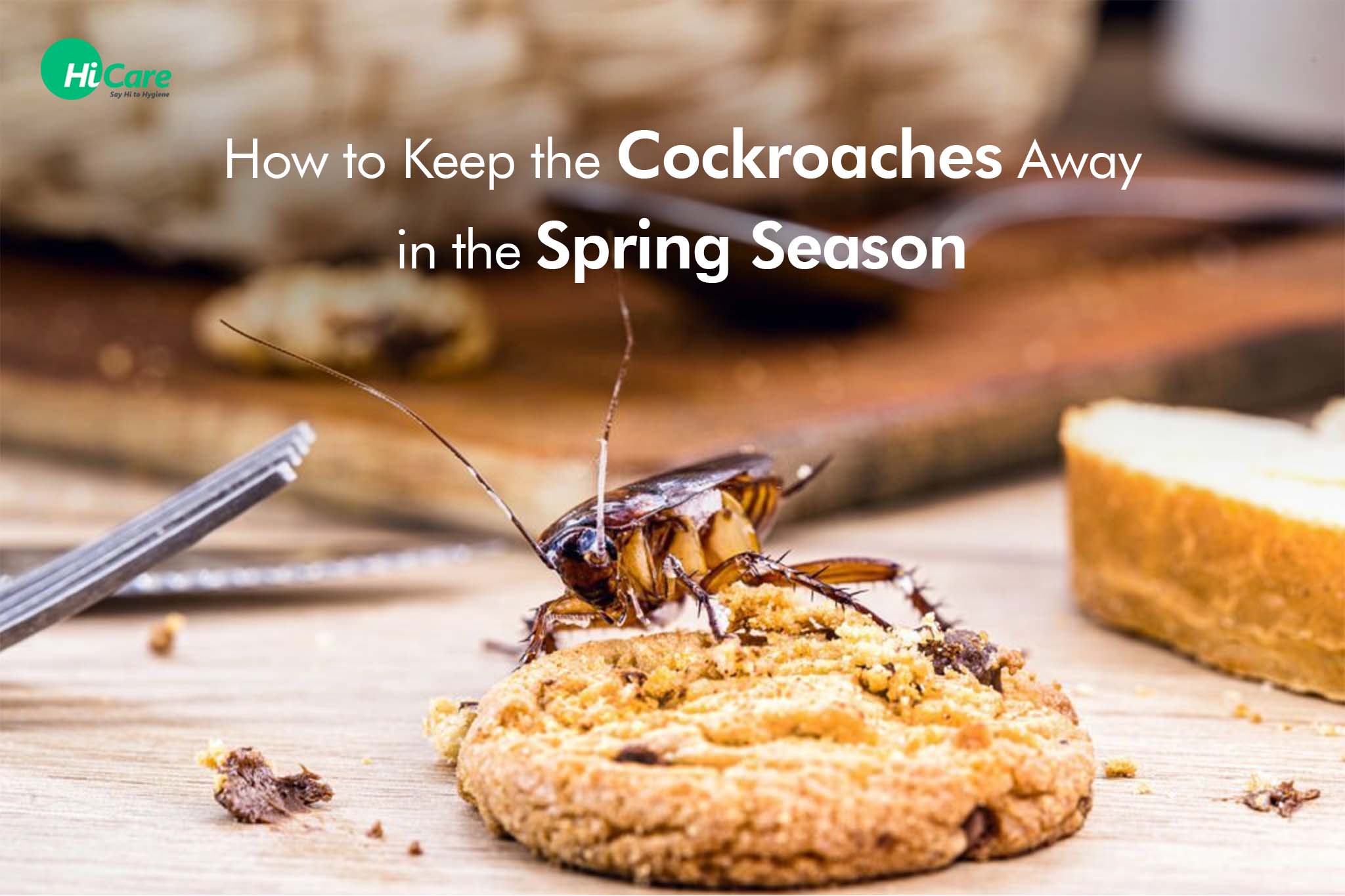 How to Keep the Cockroaches Away in the Spring Season