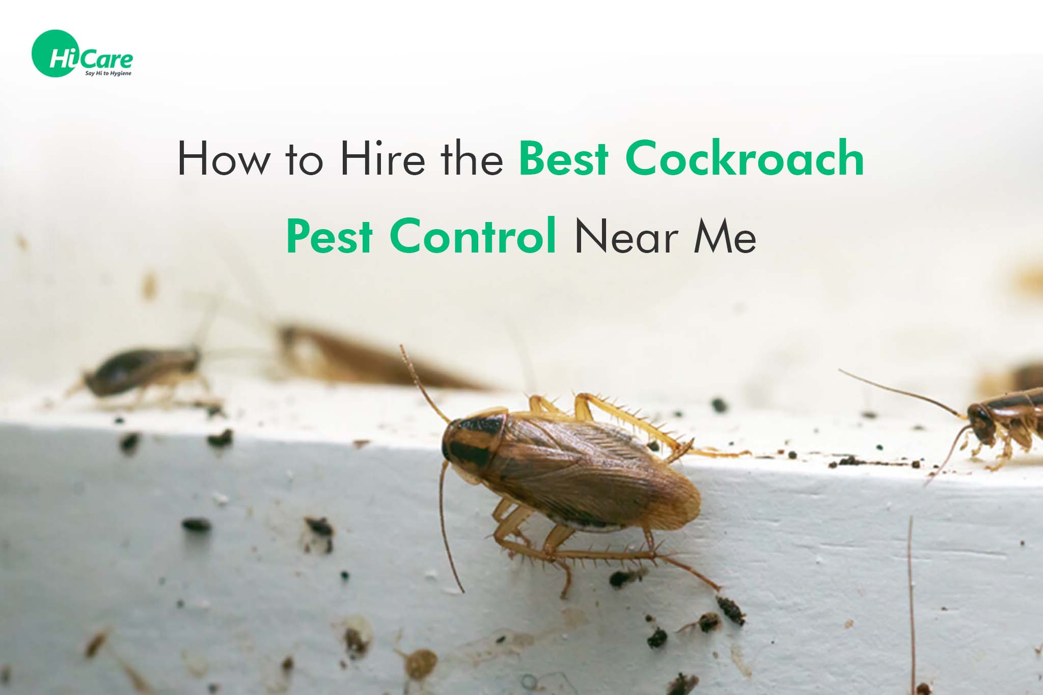 How to Hire the Best Cockroach Pest Control Near Me