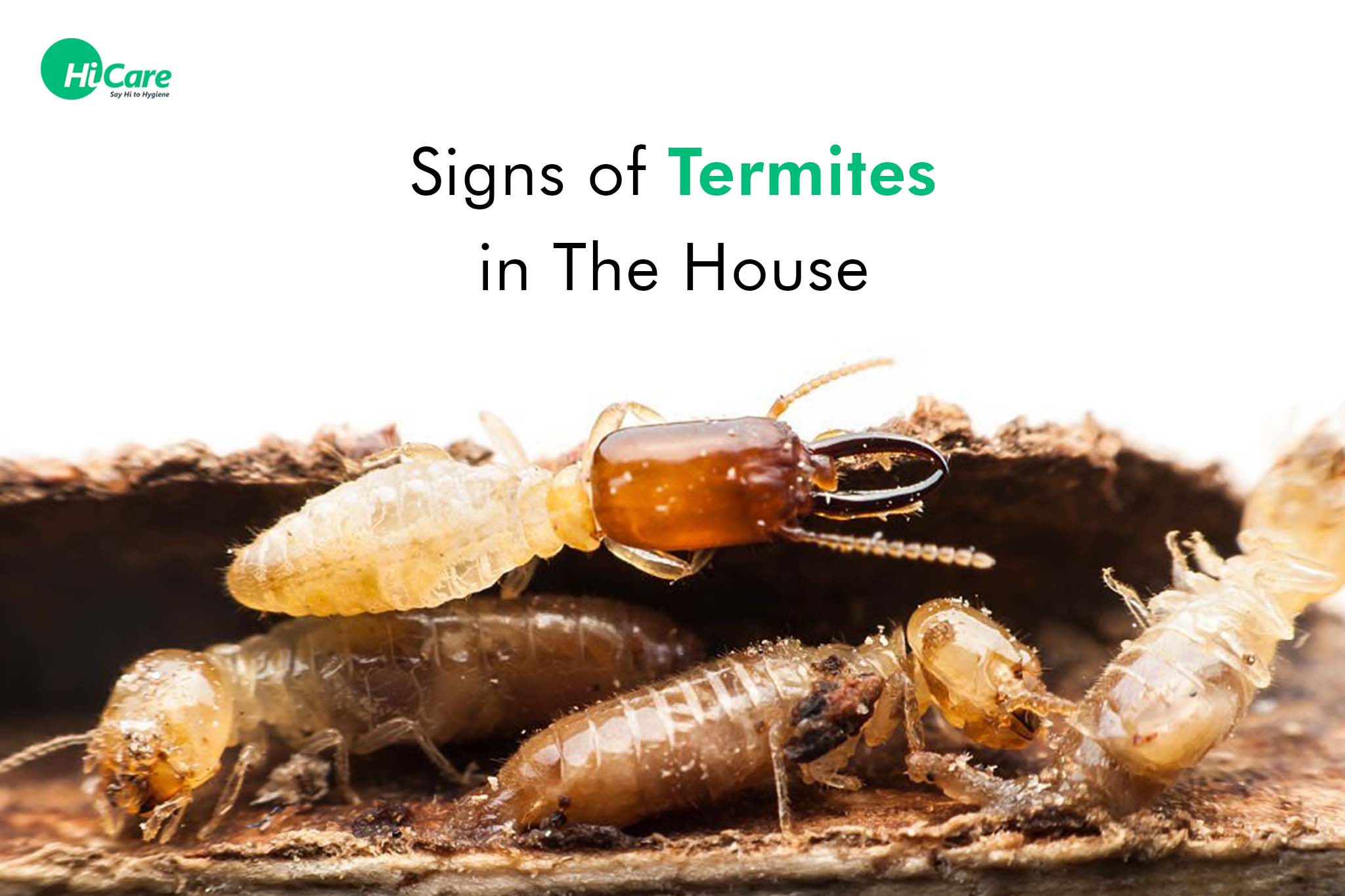 7 Signs of Termites in The House | HiCare