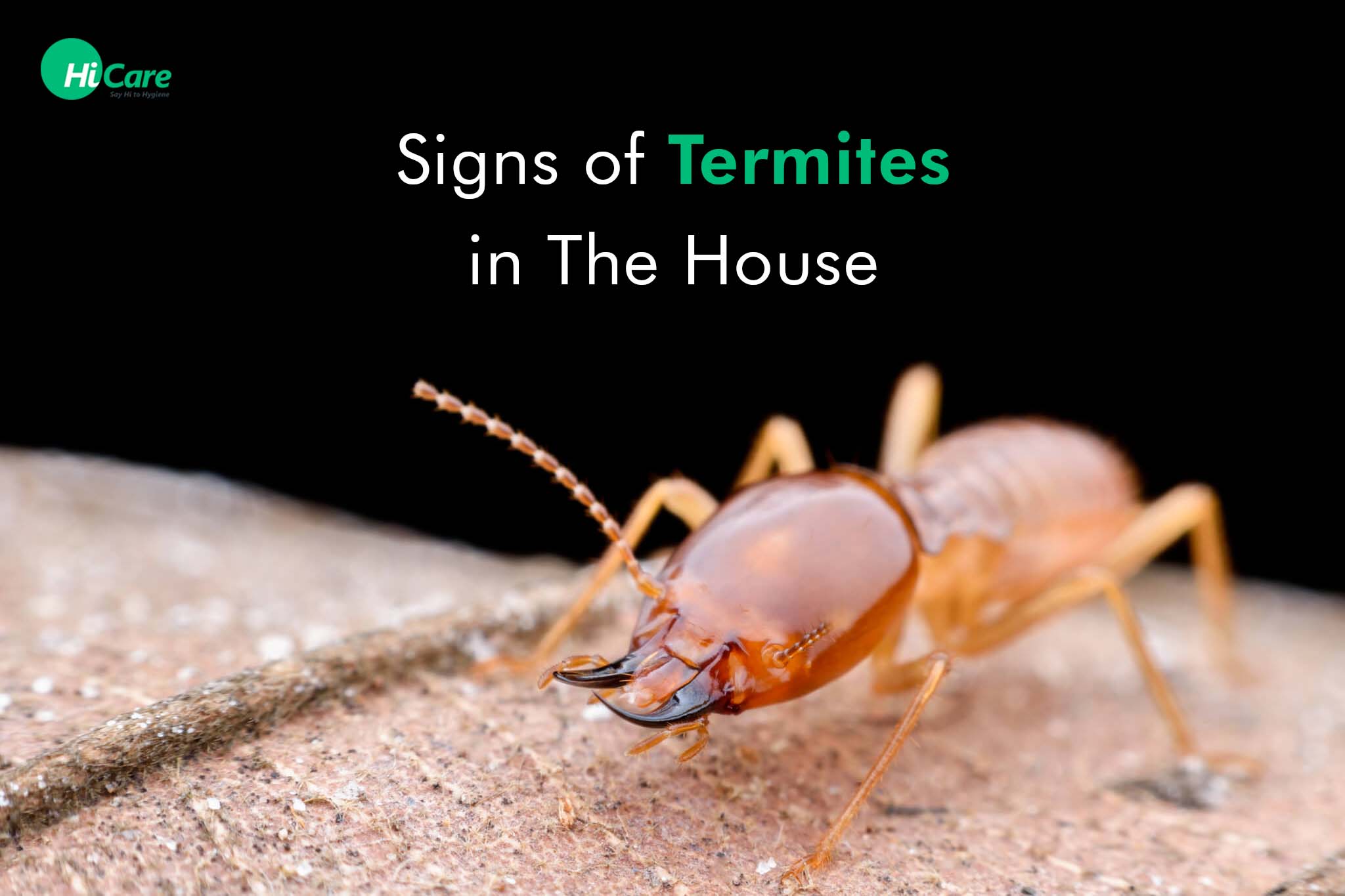 7 Common Sign of Termite Infestation in Your Home | HiCare