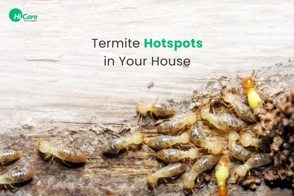 10 Termite Infestation Hotspots at Home and How to Prevent Them