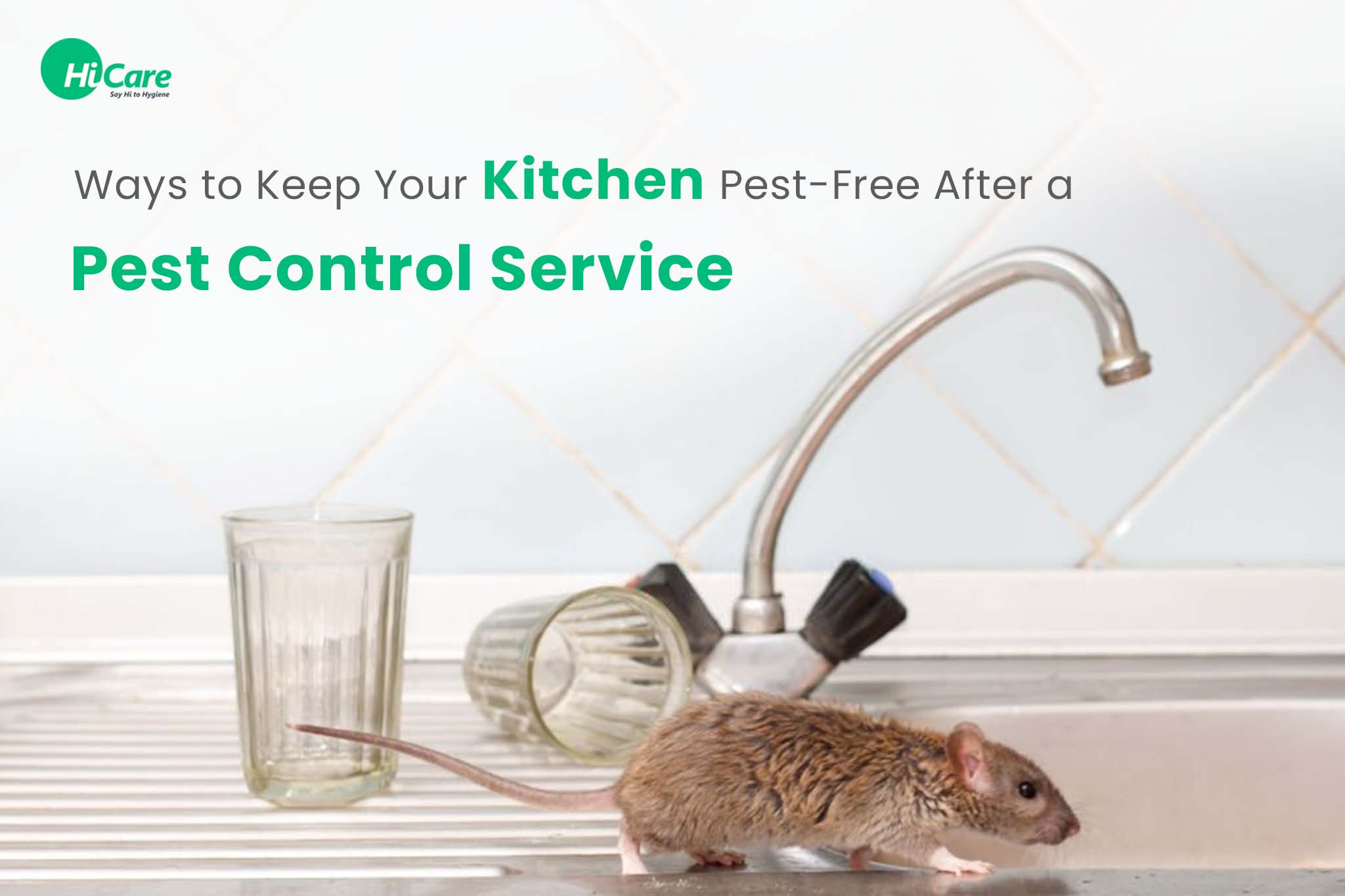6 Ways to Keep Your Kitchen Pest-Free After Pest Control Service