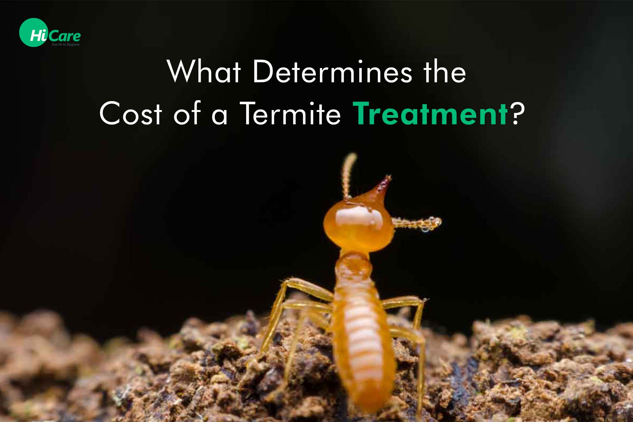 What Determines the Cost of a Termite Treatment?
