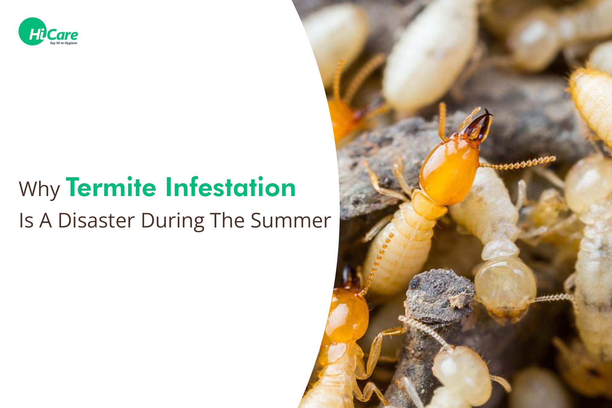 Why Termite Infestation is a Disaster During The Summer?