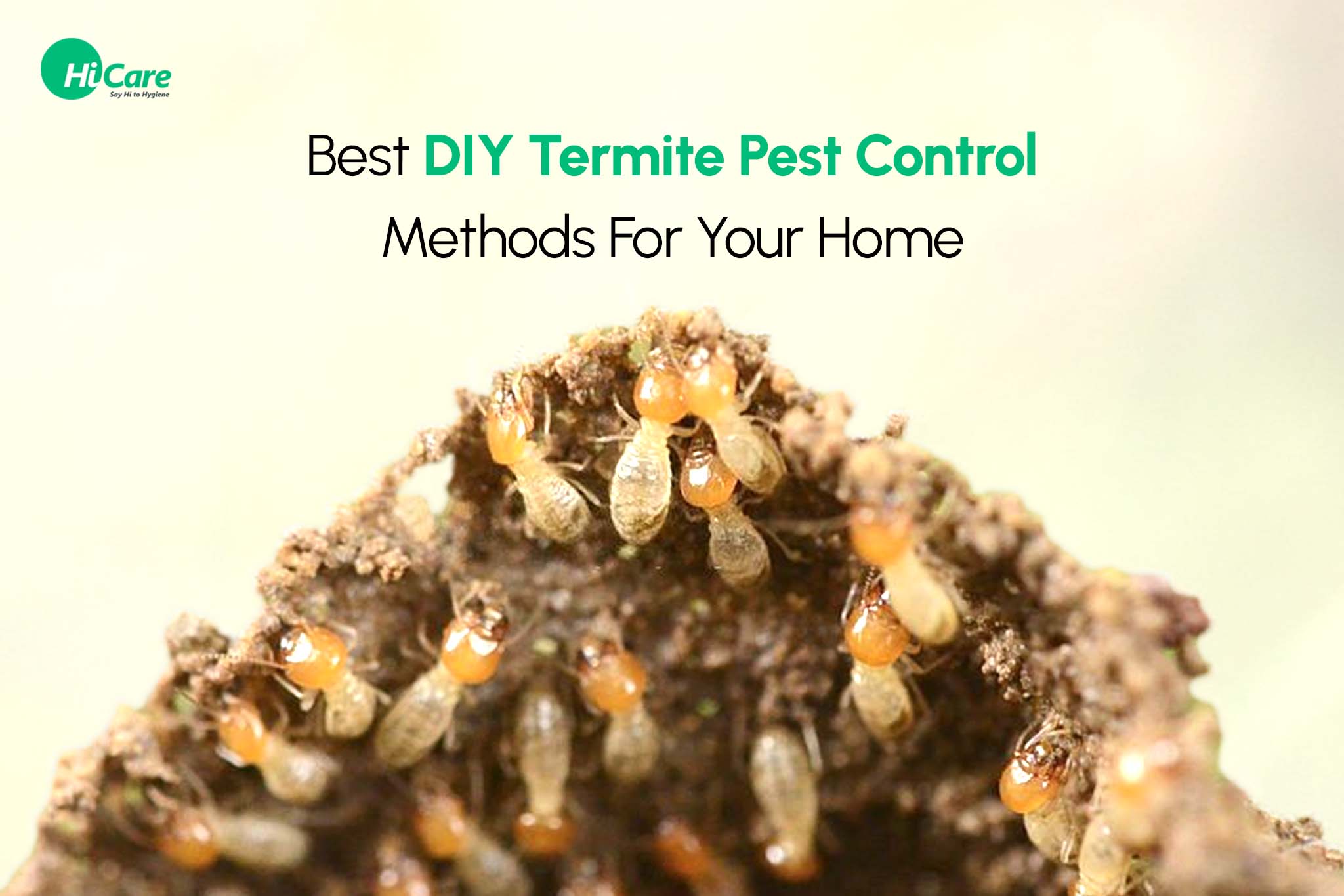 5 Best DIY Termite Pest Control Methods For Your Home