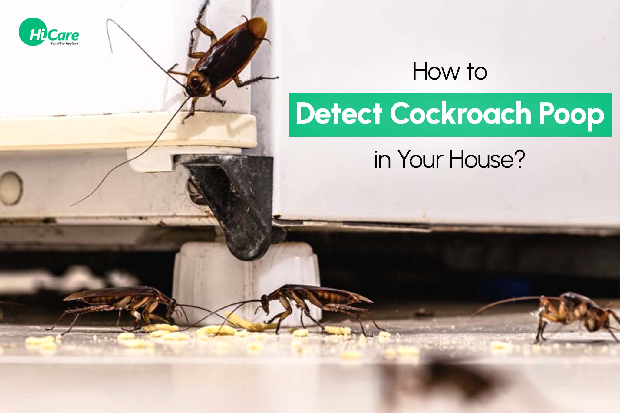 How to Detect Cockroach Poop in Your House?