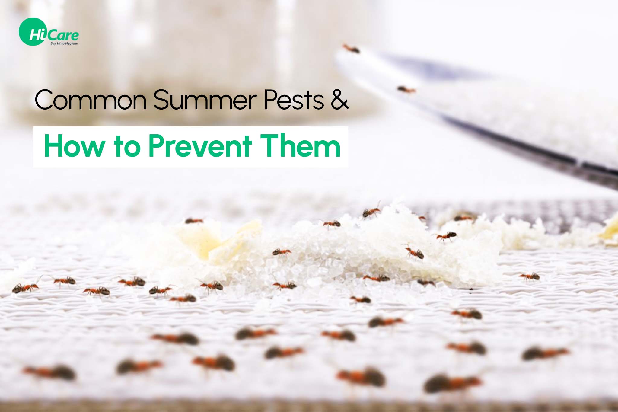 5 Common Summer Pests and How to Prevent Them | HiCare