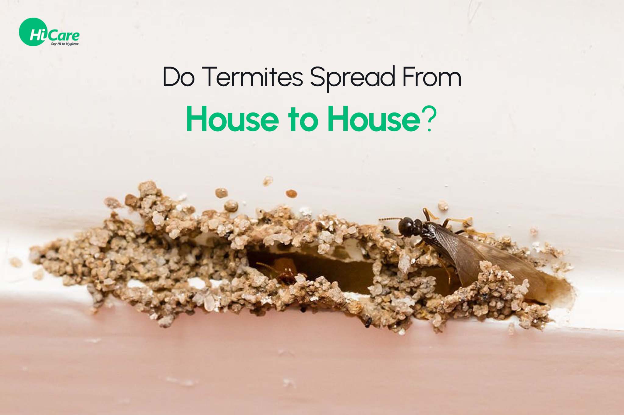 Do Termites Spread from House to House?