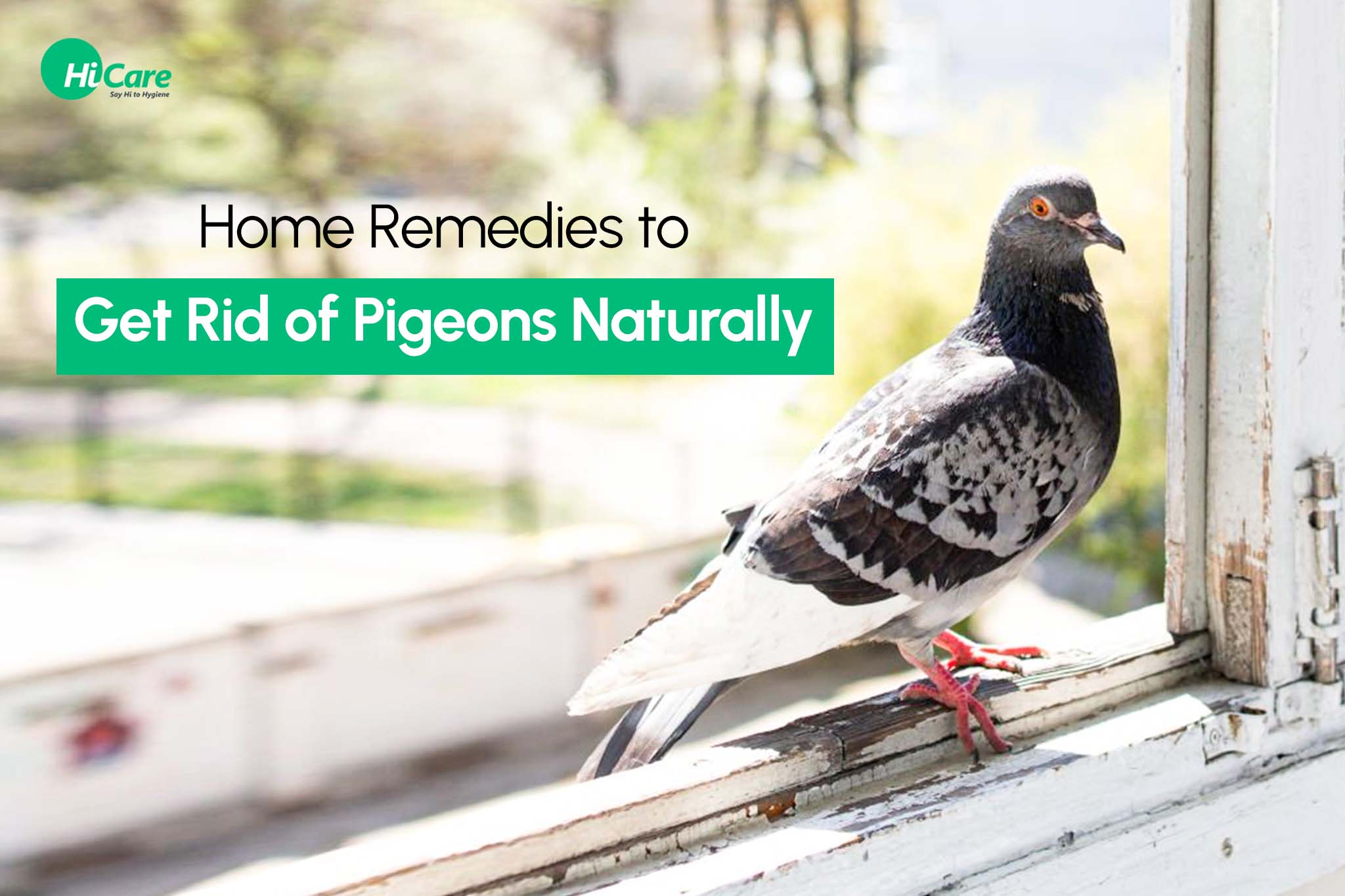 how to keep pigeons off the balcony
