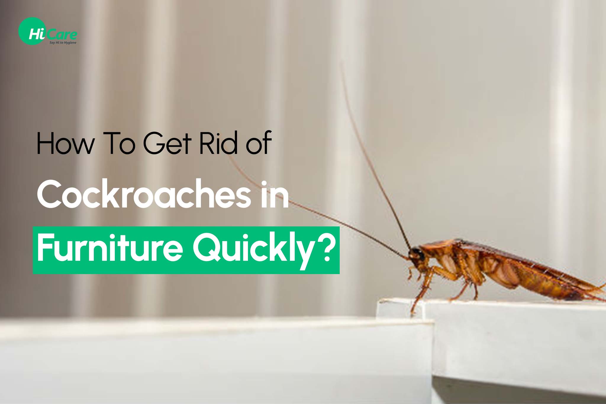 How to Get Rid of Cockroaches in Furniture Quickly