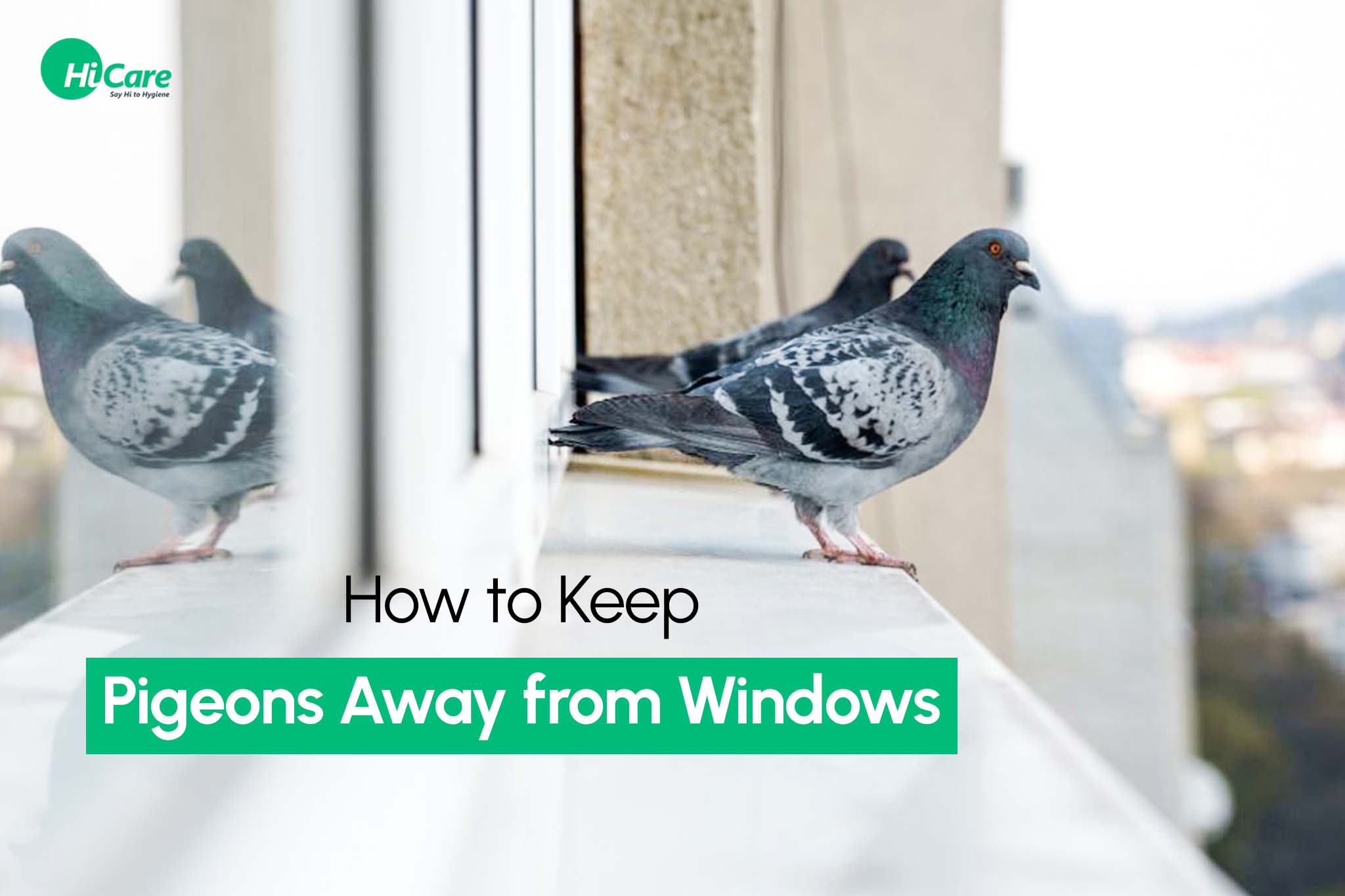 How to Keep Pigeons Away from Windows?