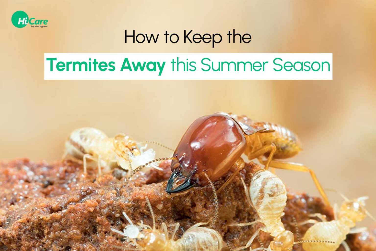 5 Effective Tips to Control Termites During Summer 2023 HiCare