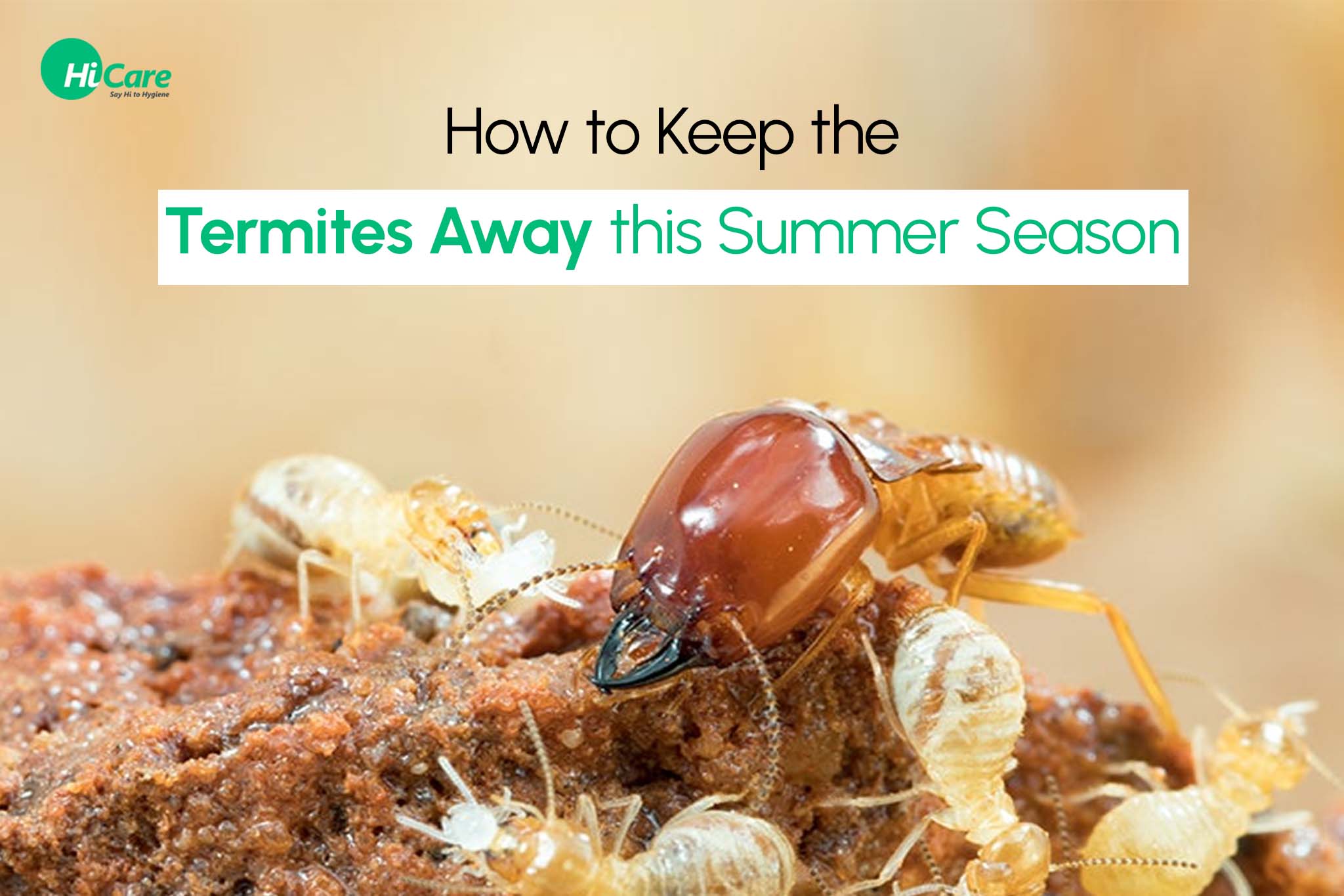 How to Keep the Termites Away this Summer Season?