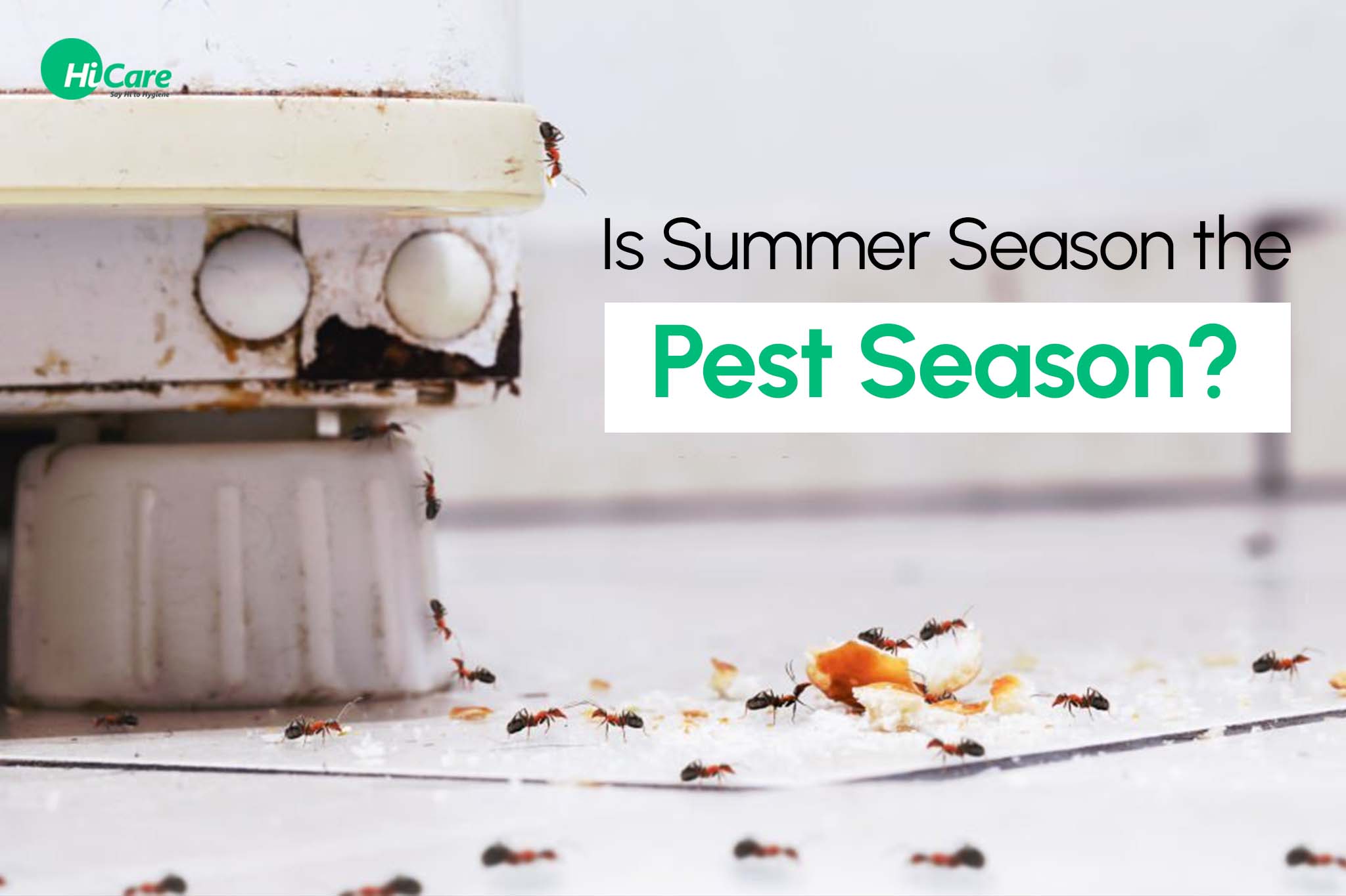 Summer Pest Control: 5 Reasons Why Pests loves the Summer Season