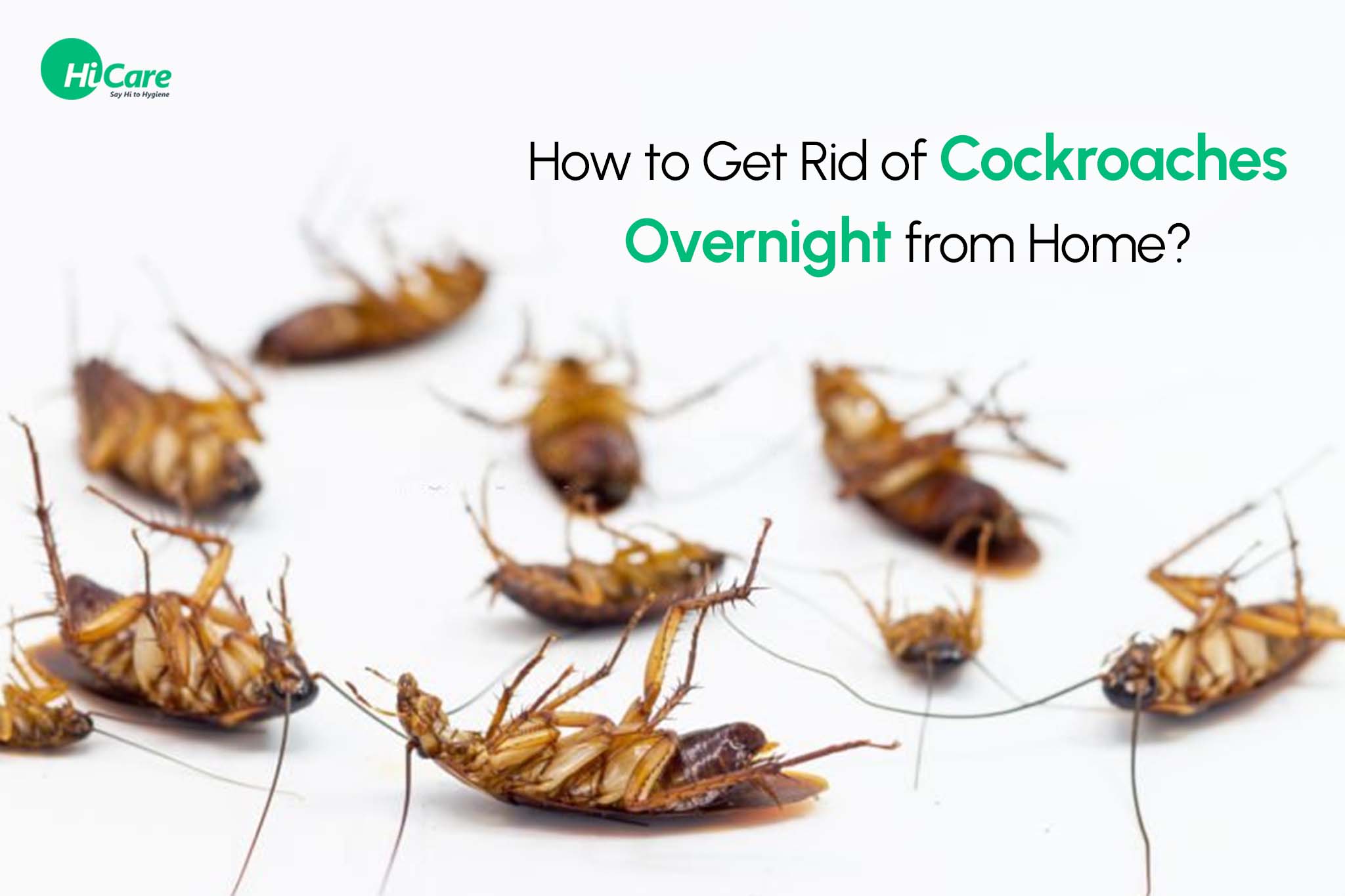 How to Get Rid of Cockroaches Overnight from Home?