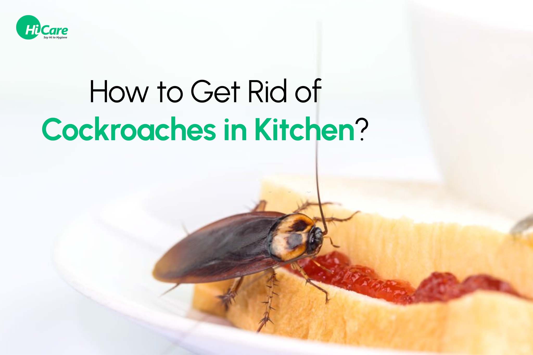 How to Get Rid of Cockroaches in the Kitchen?