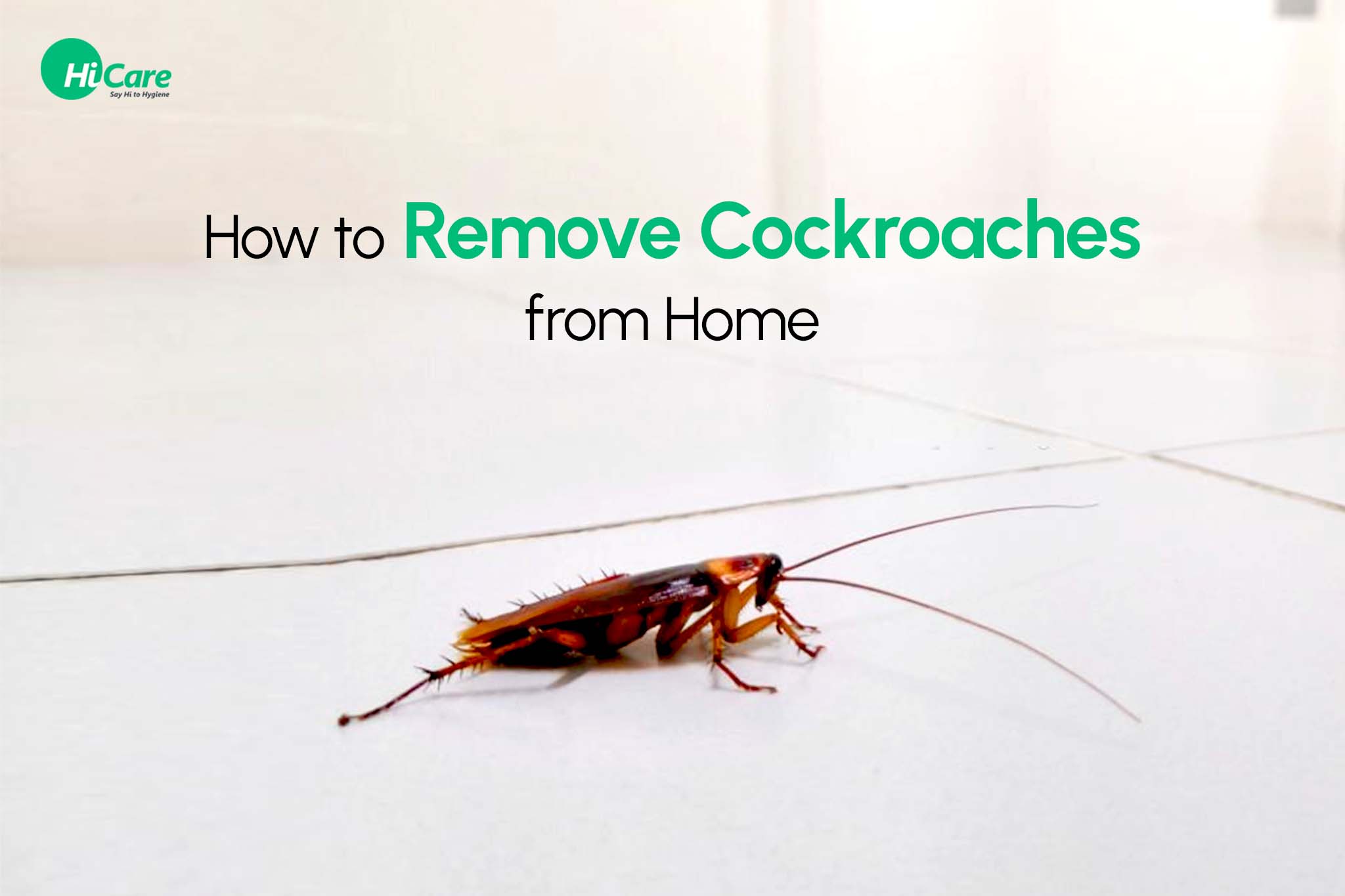 How to Remove Cockroaches from Home? (5 Simples Steps)