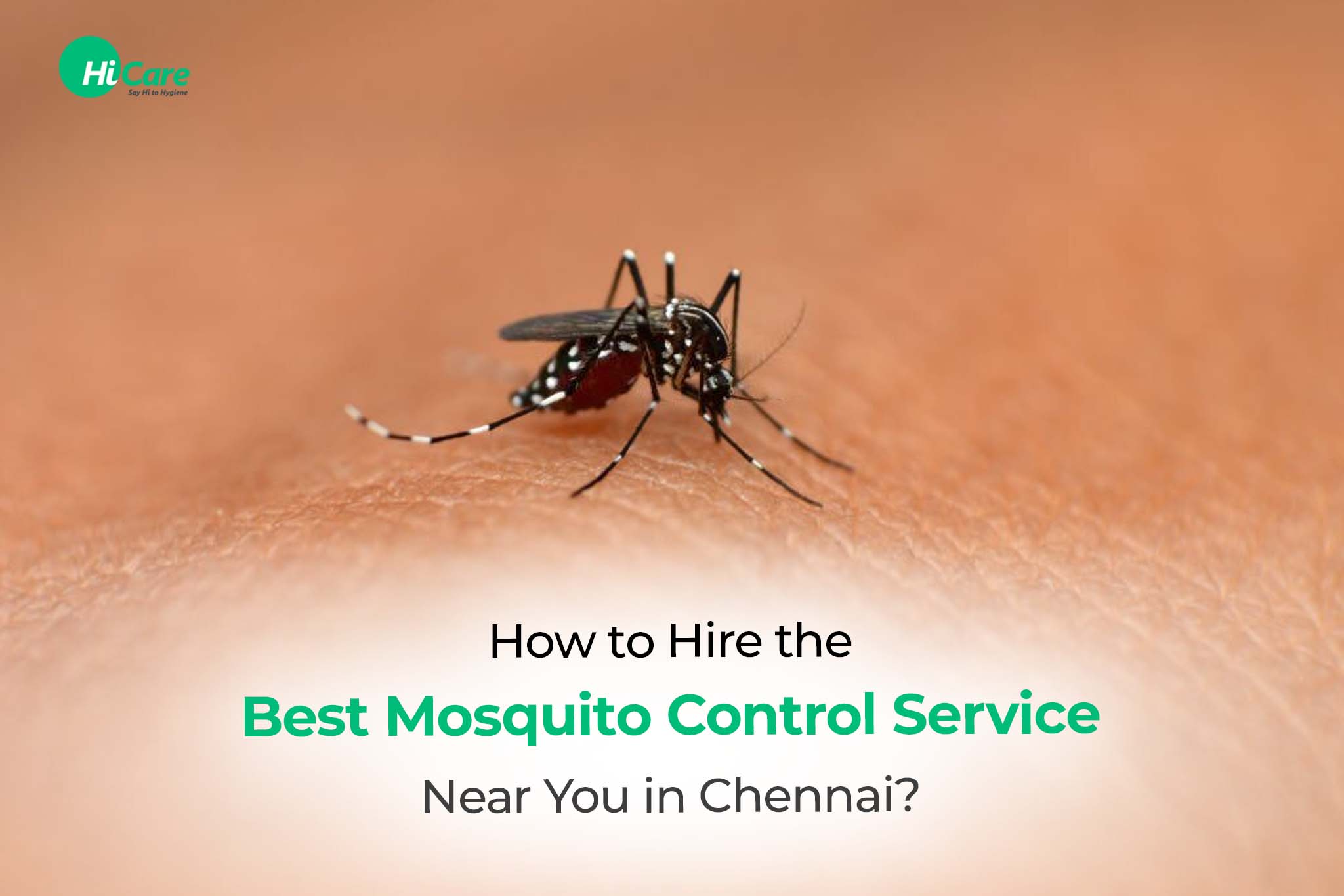 How to Hire the Best Mosquito Control Service Near You in Chennai?