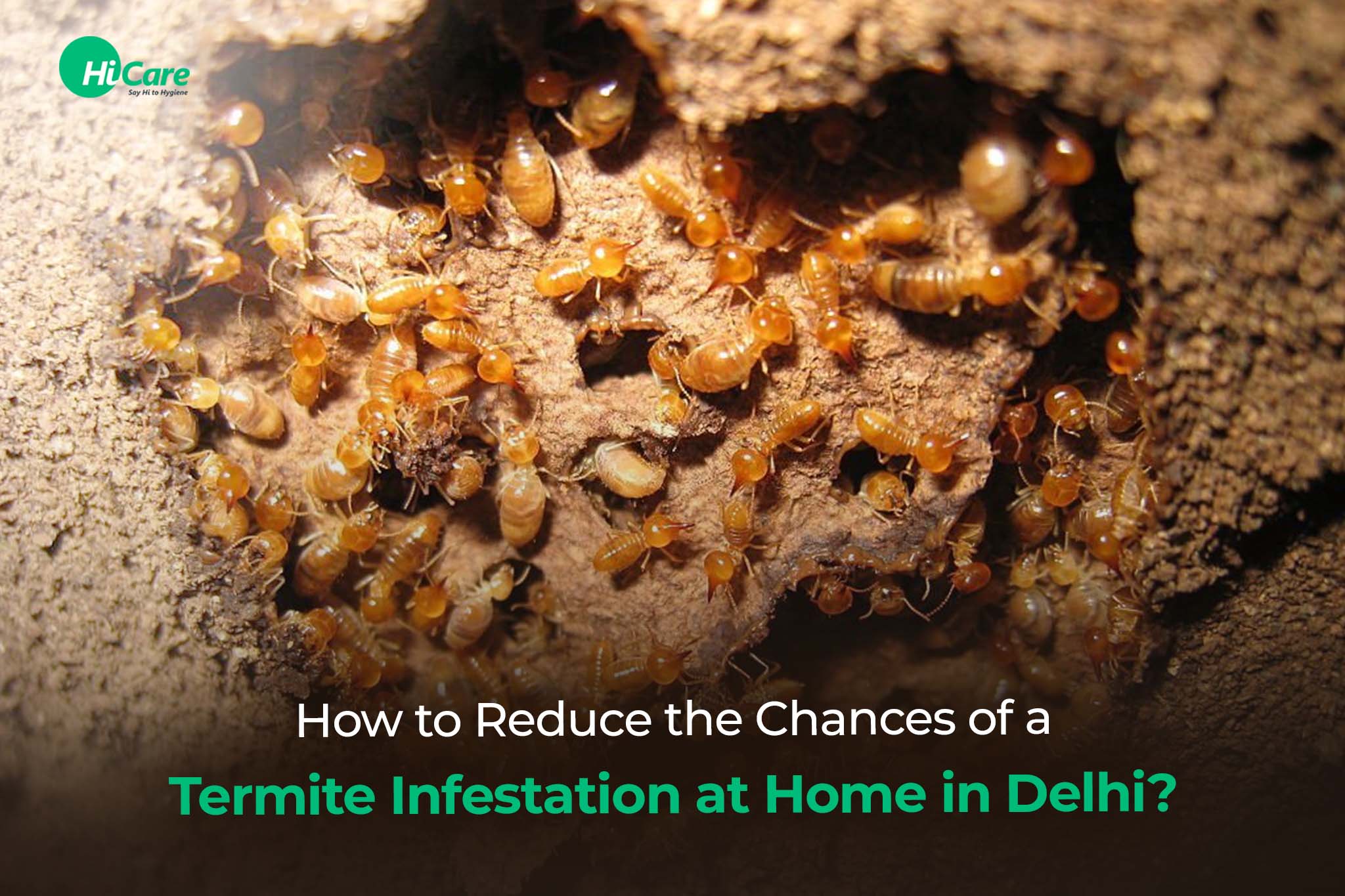 How to Reduce the Chances of a Termite Infestation at Home in Delhi?