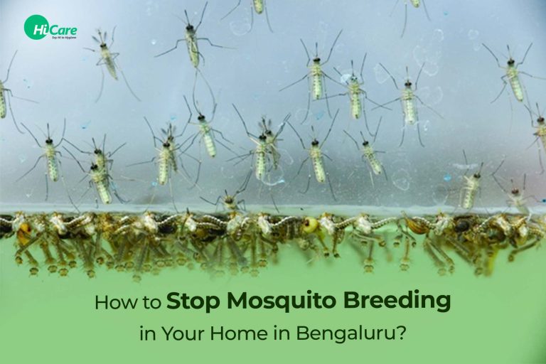 top-tips-to-prevent-mosquito-breeding-in-bengaluru-homes-hicare