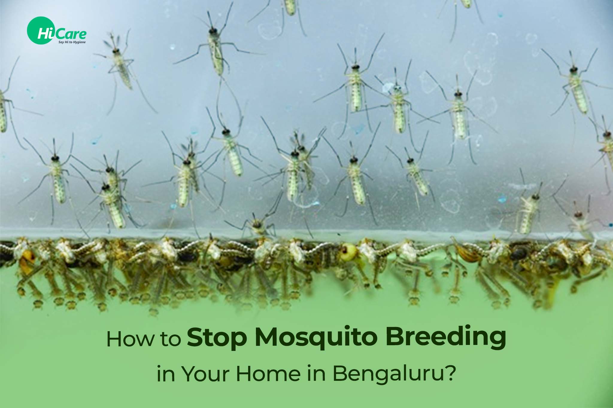 How to Stop Mosquito Breeding in Your Home in Bengaluru?