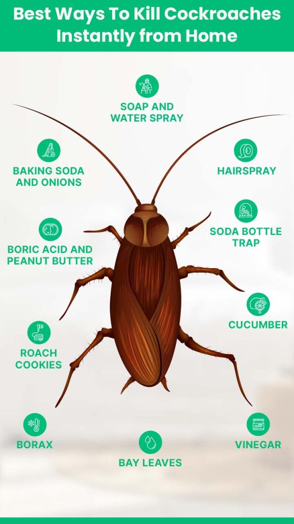10 Best ways to kill cockroaches instantly from home