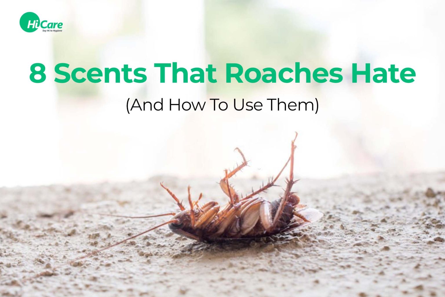 Top 20 Smells that Cockroaches Hate & How to Use Them HiCare
