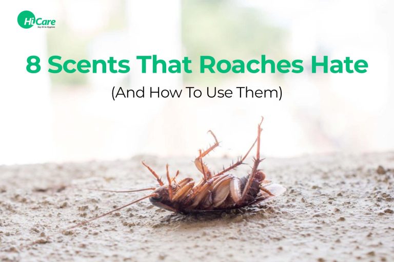 Top 20 Smells that Cockroaches Hate & How to Use Them HiCare