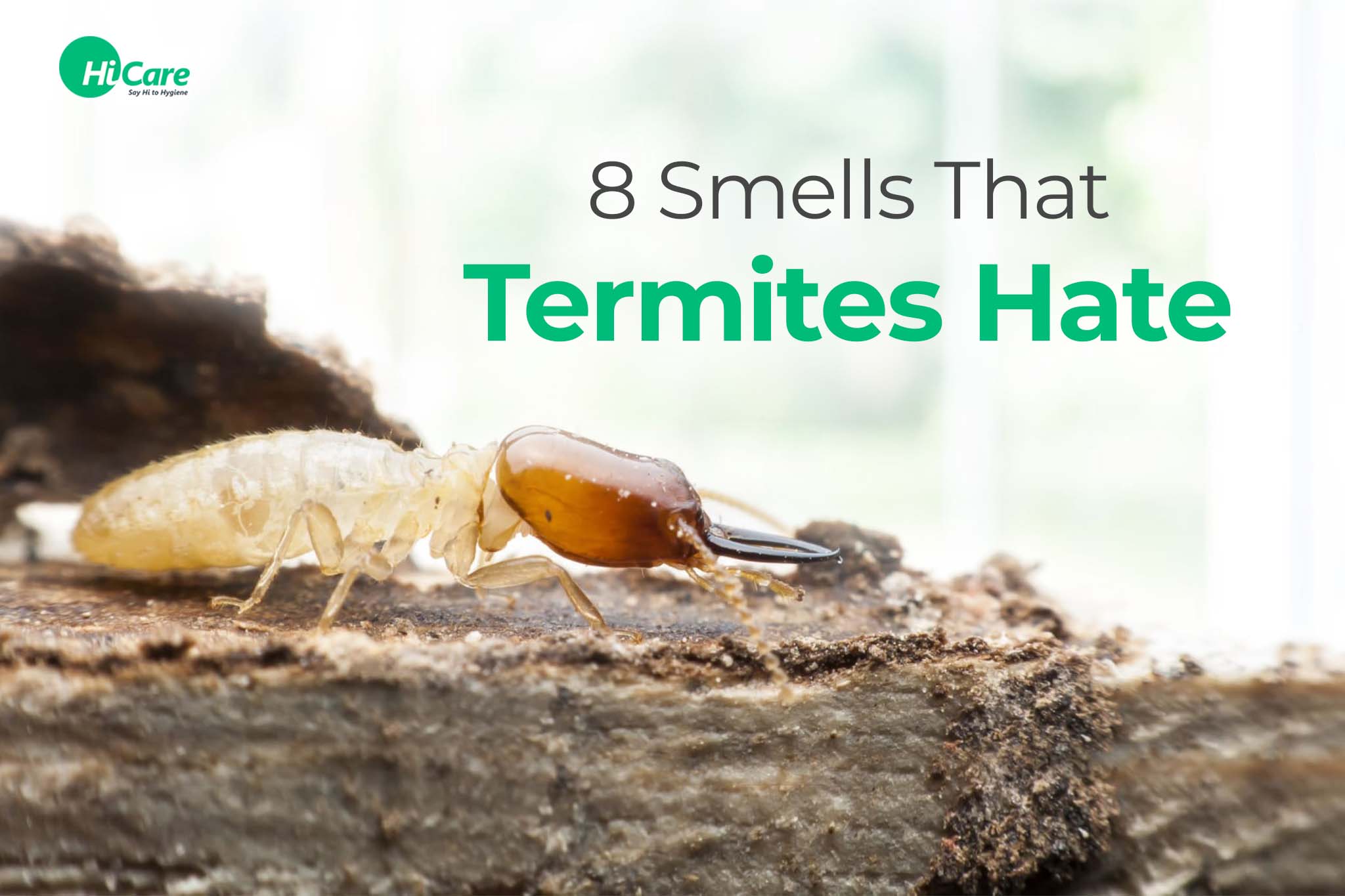 8 Smells That Termites Hate