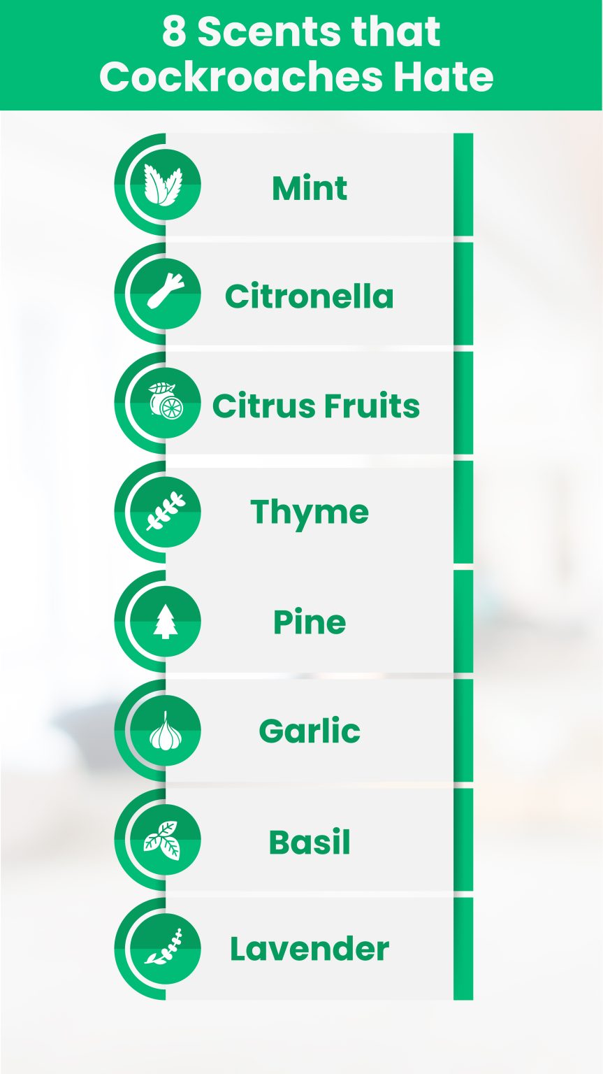 Top 20 Smells that Cockroaches Hate & How to Use Them HiCare