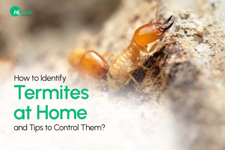 Termites: How to Identify and Tips to Control Them