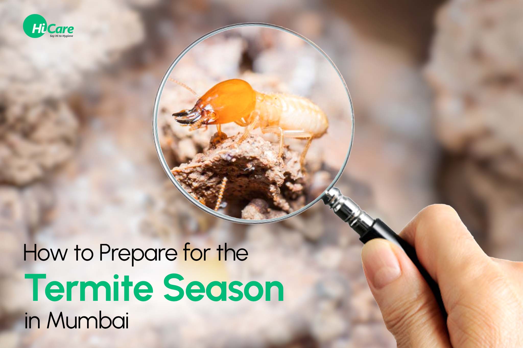 how to prepare for termite season in mumbai