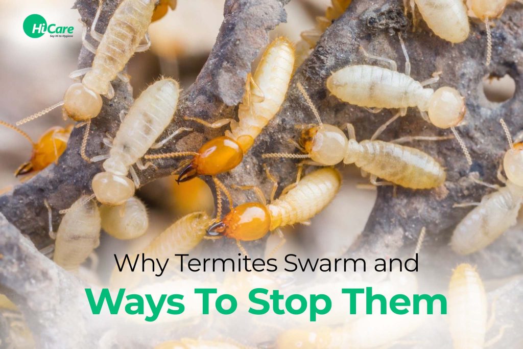 Top 6 Effective Ways to Prevent Termite Swarm HiCare